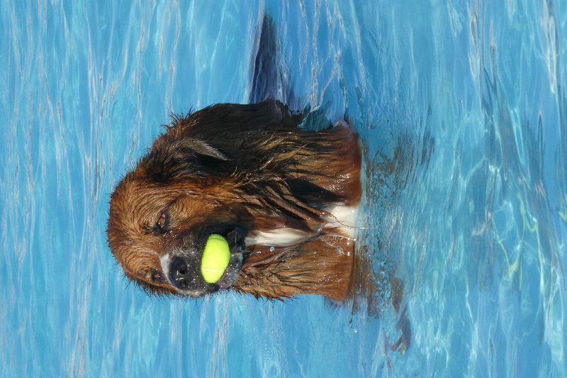 Zwemmen met je hond 2019